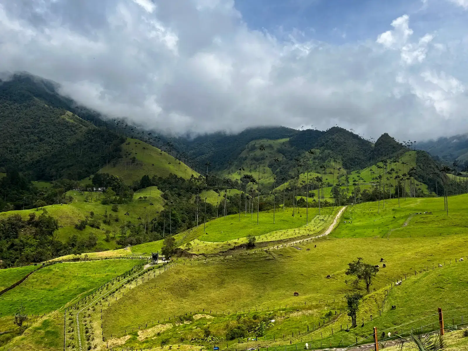 Colombia's Coffee Region