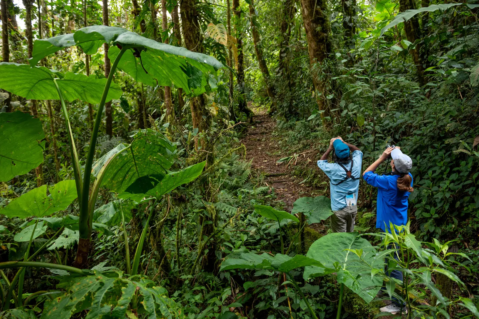 Birdwatching in Soberanía